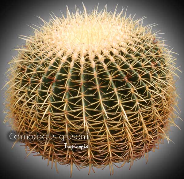 Cactus & Succulent - Echinocactus grusonii - Golden Barrel